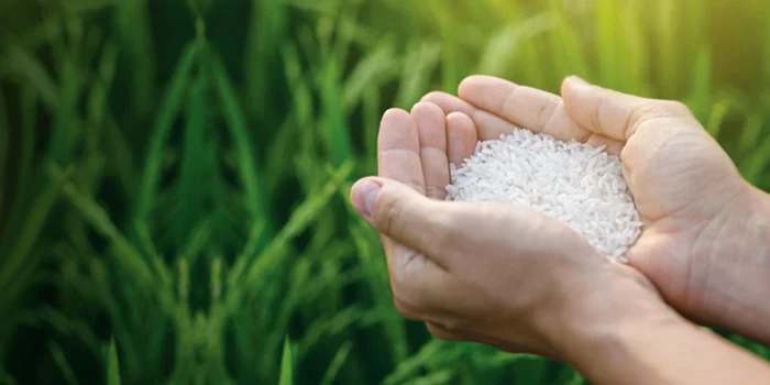 برنج پاکستانی دل بهار سبز ایرانیان