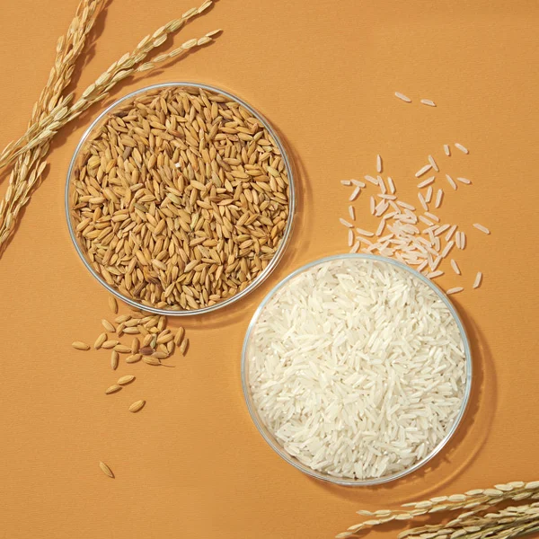 Everything you need to know about rice